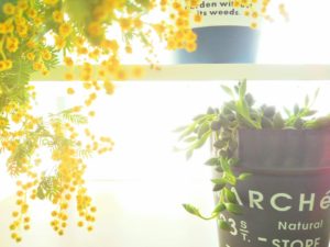 明るい窓辺の植物のヘッダー画像